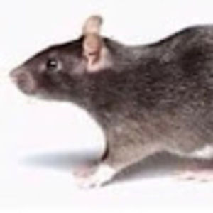 Bitch buy that hair band or I'll give u the plague